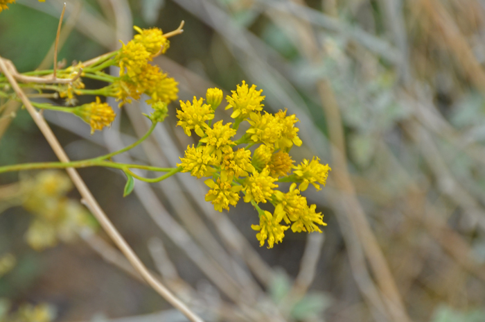 Trans-Pecos Thimblehead flowers have yellow anthers arising from the middle of the florets. The fruit is referred to a cypsela. Hymenothrix wislizeni